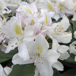 Rhododendron blanc 'Mme Masson'